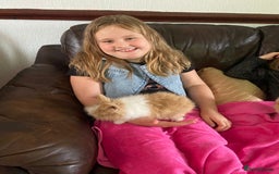 Lionhead rabbits for sale: Baby Lionhead Male Looking For New Home - Image 10