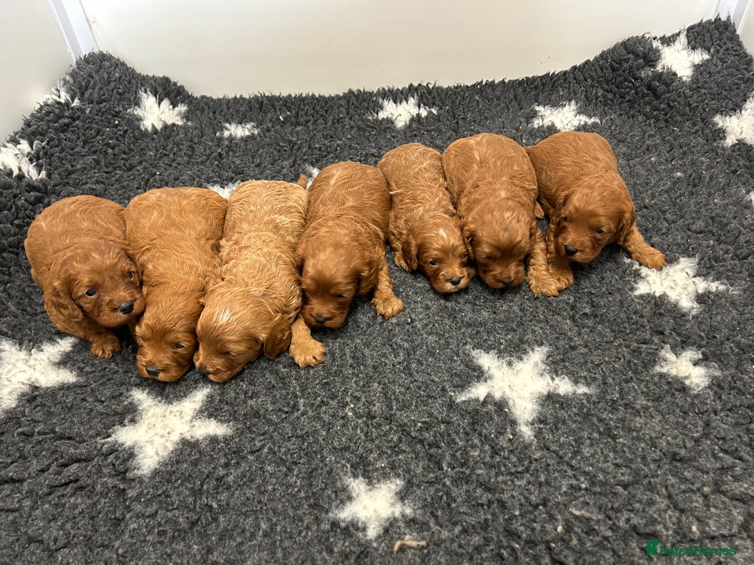 Toy Poodle dogs for stud: EXTENSIVELY HEALTH TESTED TOY POODLE STUD TYSON🌹 in Sheerness - Advert 25