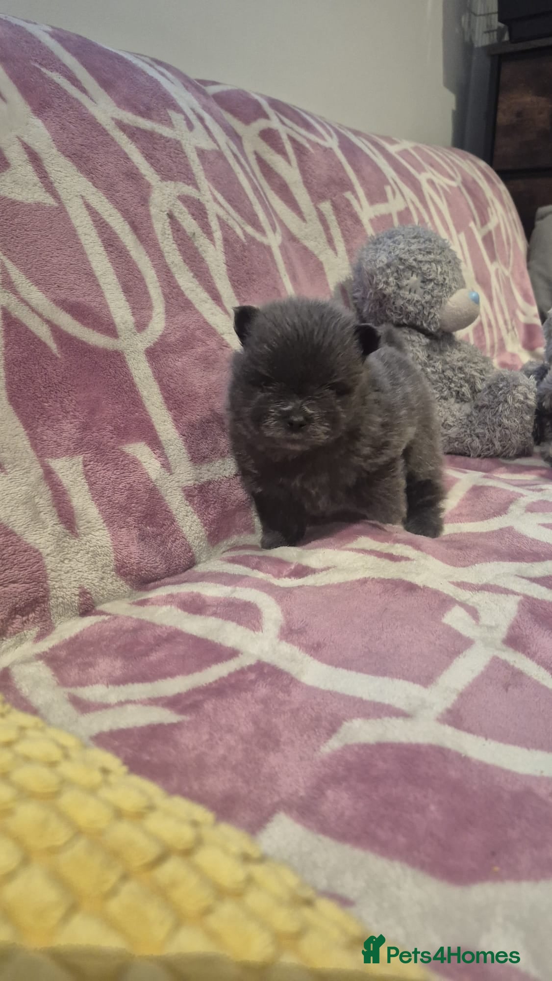 Pomeranian dogs for sale: Mini pomeranian puppies excel Russian bloodlines - Advert 20