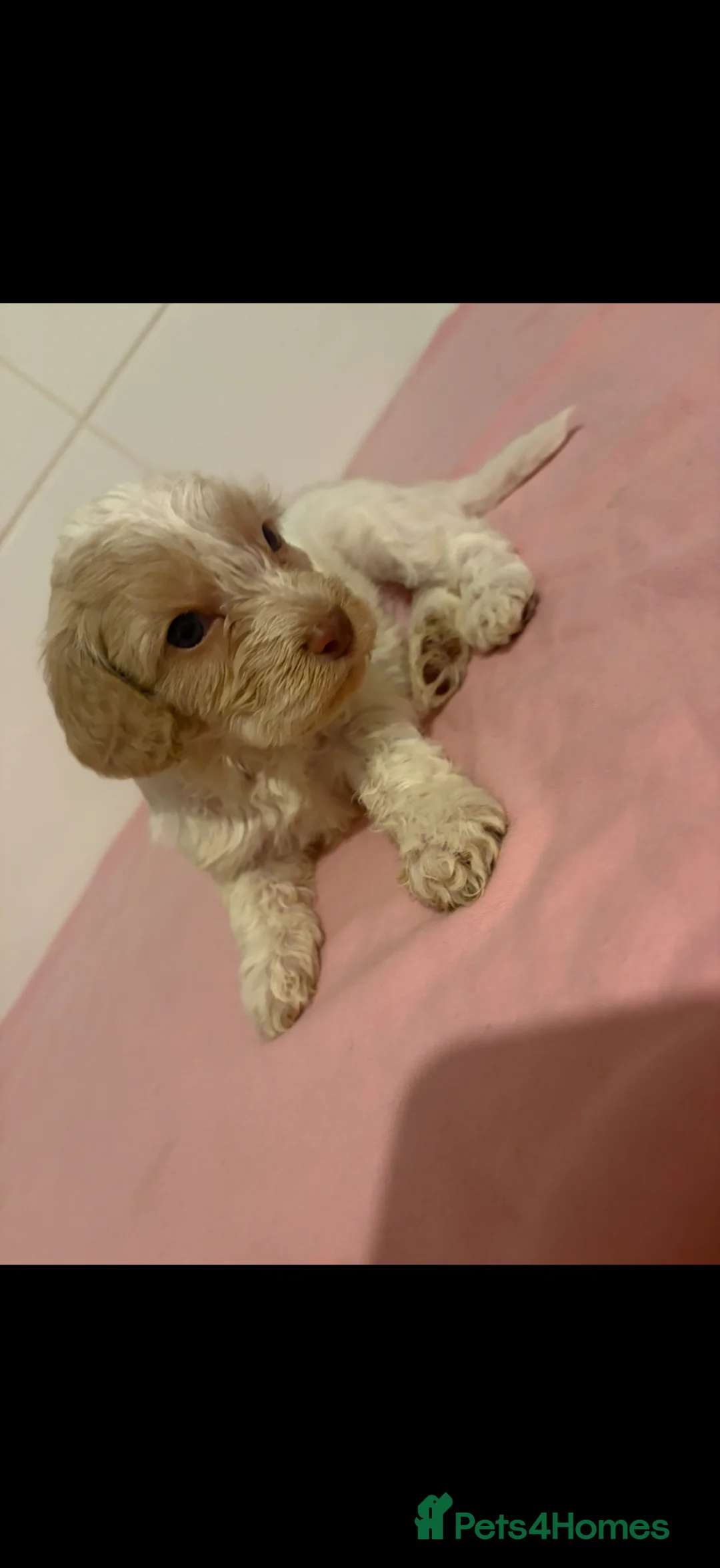 Cockapoo dogs for sale: Stunning cockapoos✨ with unique range of colours  - Advert 18