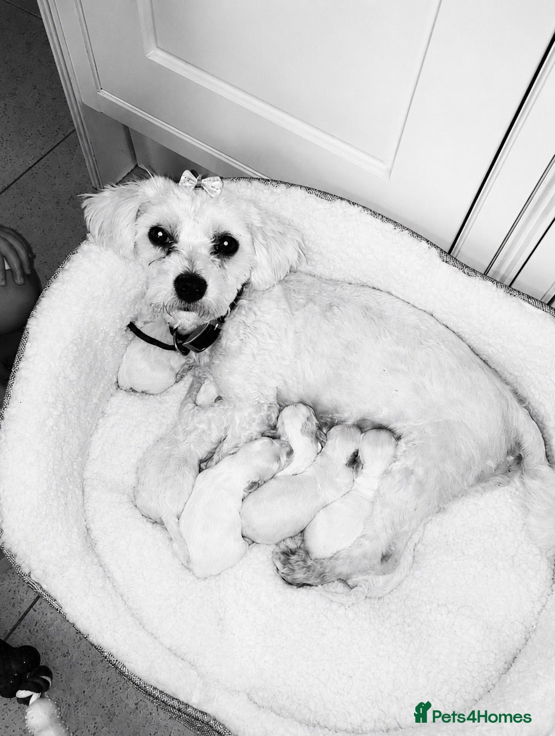 Mixed Breed dogs Tiny maltase+Jack Russell puppy’s  - Advert 1