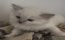 Ragdoll cats for sale: GCCF registere ragdoll kittens ready now 🐱 😍 in Berkhamsted - Image 16