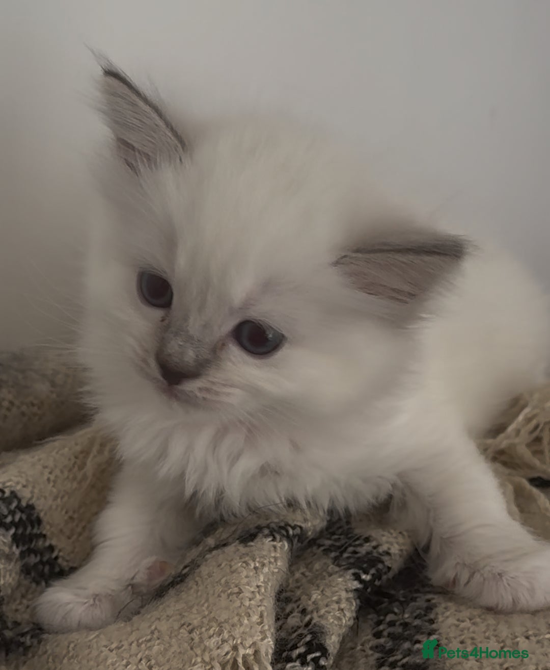 Ragdoll cats for sale: GCCF registere ragdoll kittens ready now 🐱 😍 in Berkhamsted - Image 16