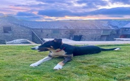 Border Collie dogs for sale: Gorgeous Farm bred sheepdog puppies - Image 9