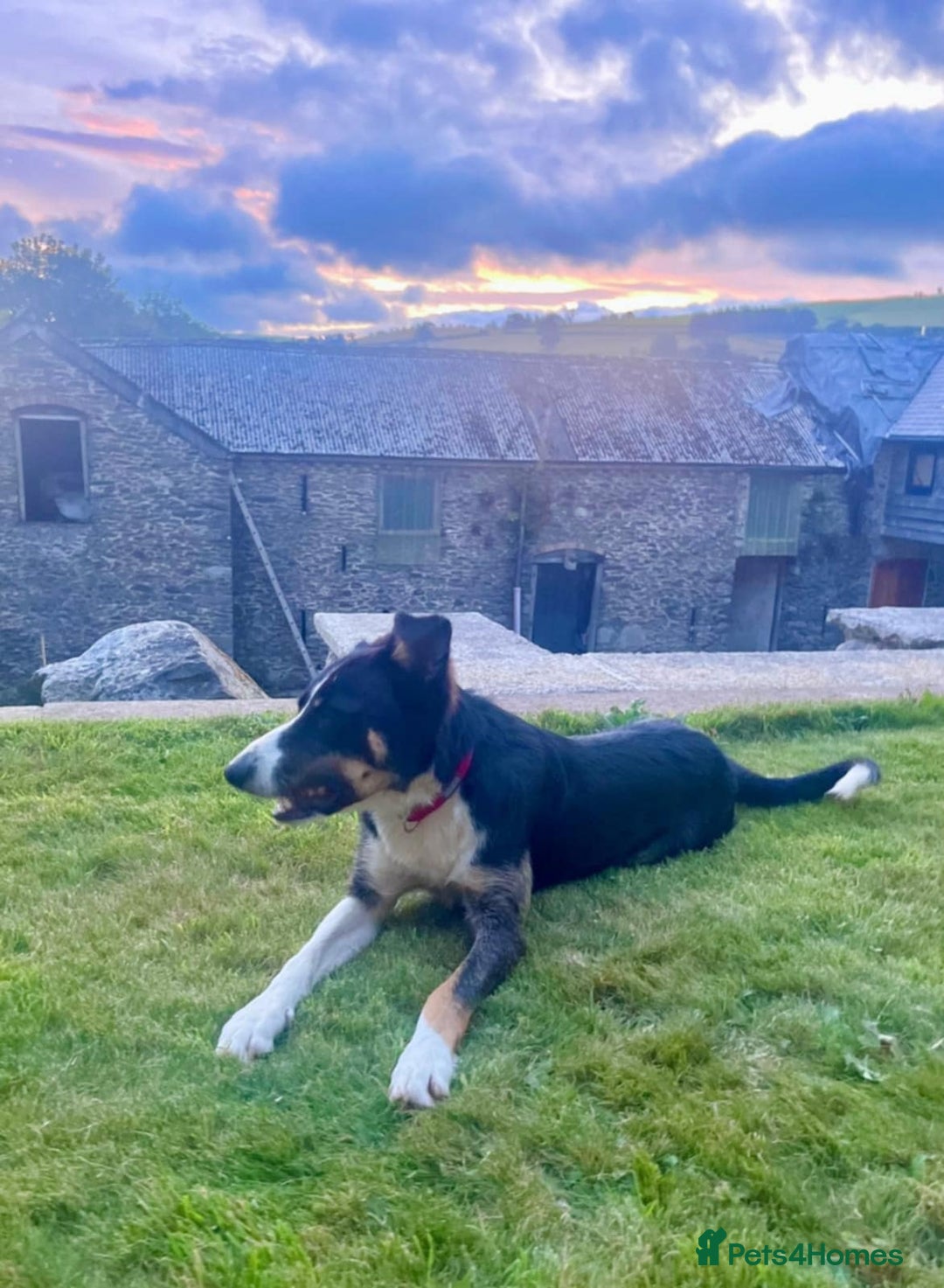 Border Collie dogs for sale: Gorgeous Farm bred sheepdog puppies - Image 9