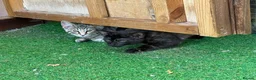 Mixed Breed cats for sale: Maine coon X bengal kitten - Advert 6