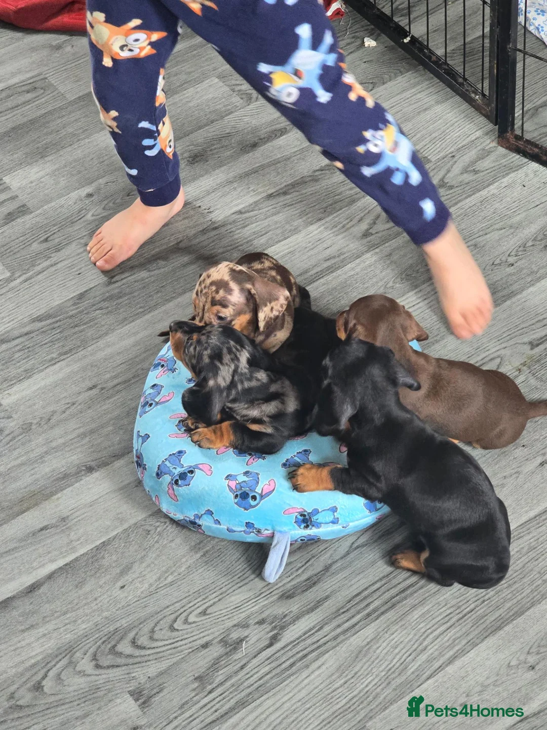 Dachshund dogs for sale: Minature Dachshund puppies 1 boy left! - Advert 7