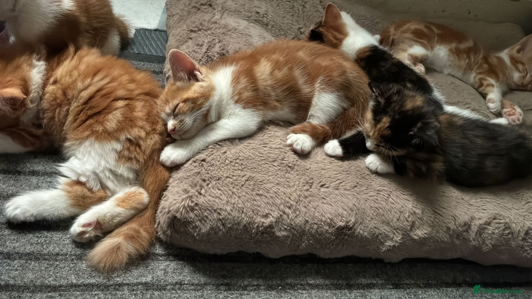 Mixed Breed cats Beautiful Litter of Mixed Breed Kittens - Advert 1