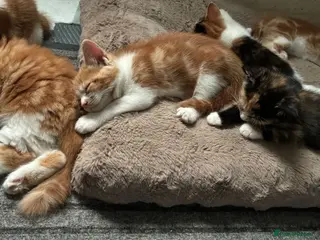 Mixed Breed cats Beautiful Litter of Mixed Breed Kittens - Advert 1