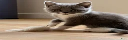 British Shorthair cats for sale: British shorthair kittens  - Advert 2