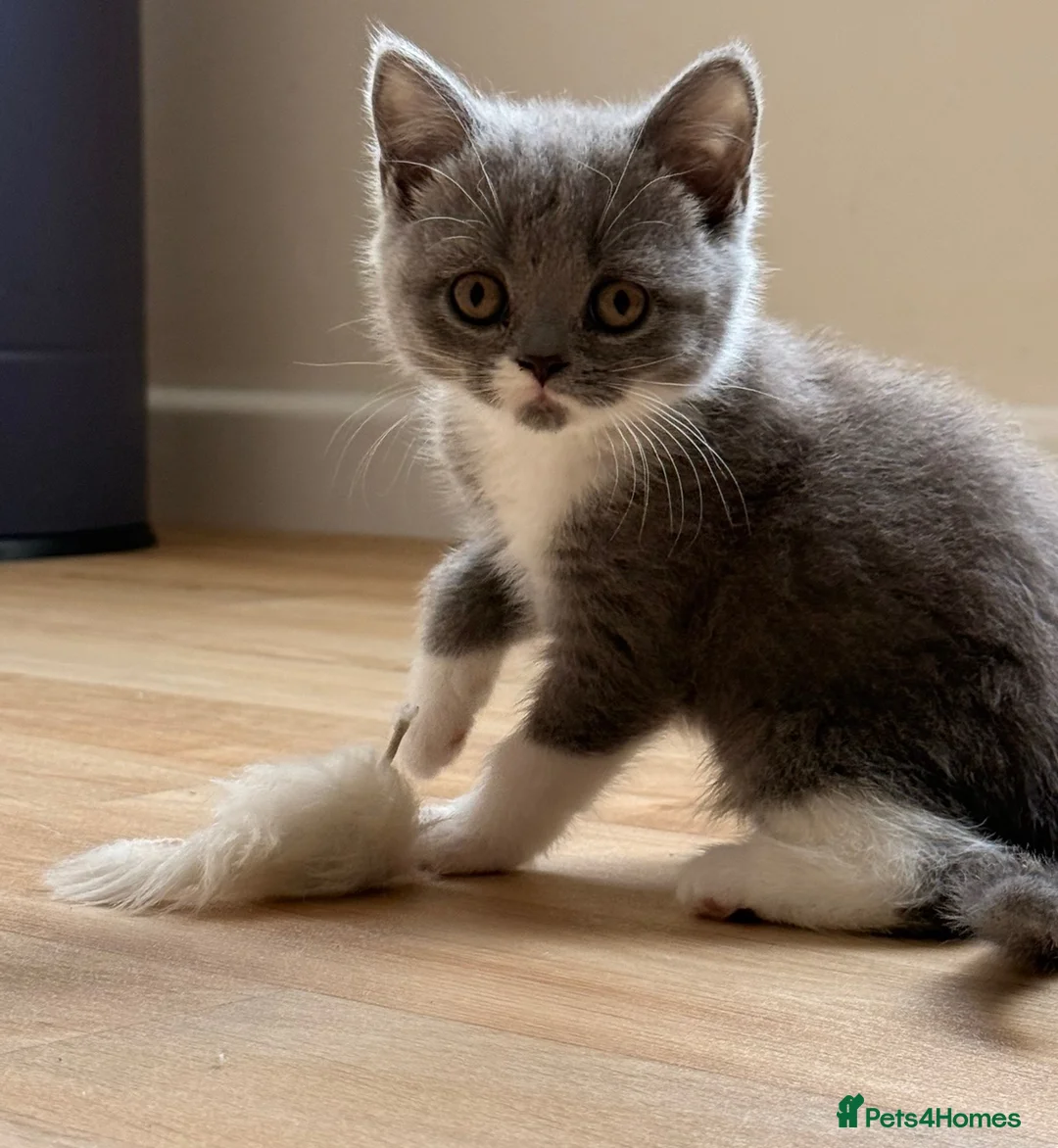 British Shorthair cats for sale: British shorthair kittens  - Advert 2