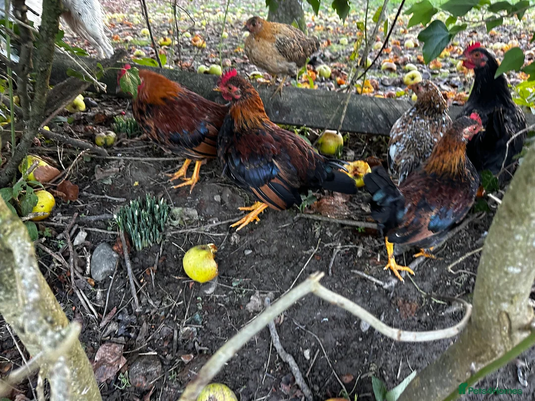 Chickens poultry for sale: Bantam Cockerels looking for homes - Advert 2