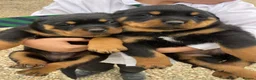 Rottweiler dogs for sale: Stunning German Rottweiler puppies - Advert 20