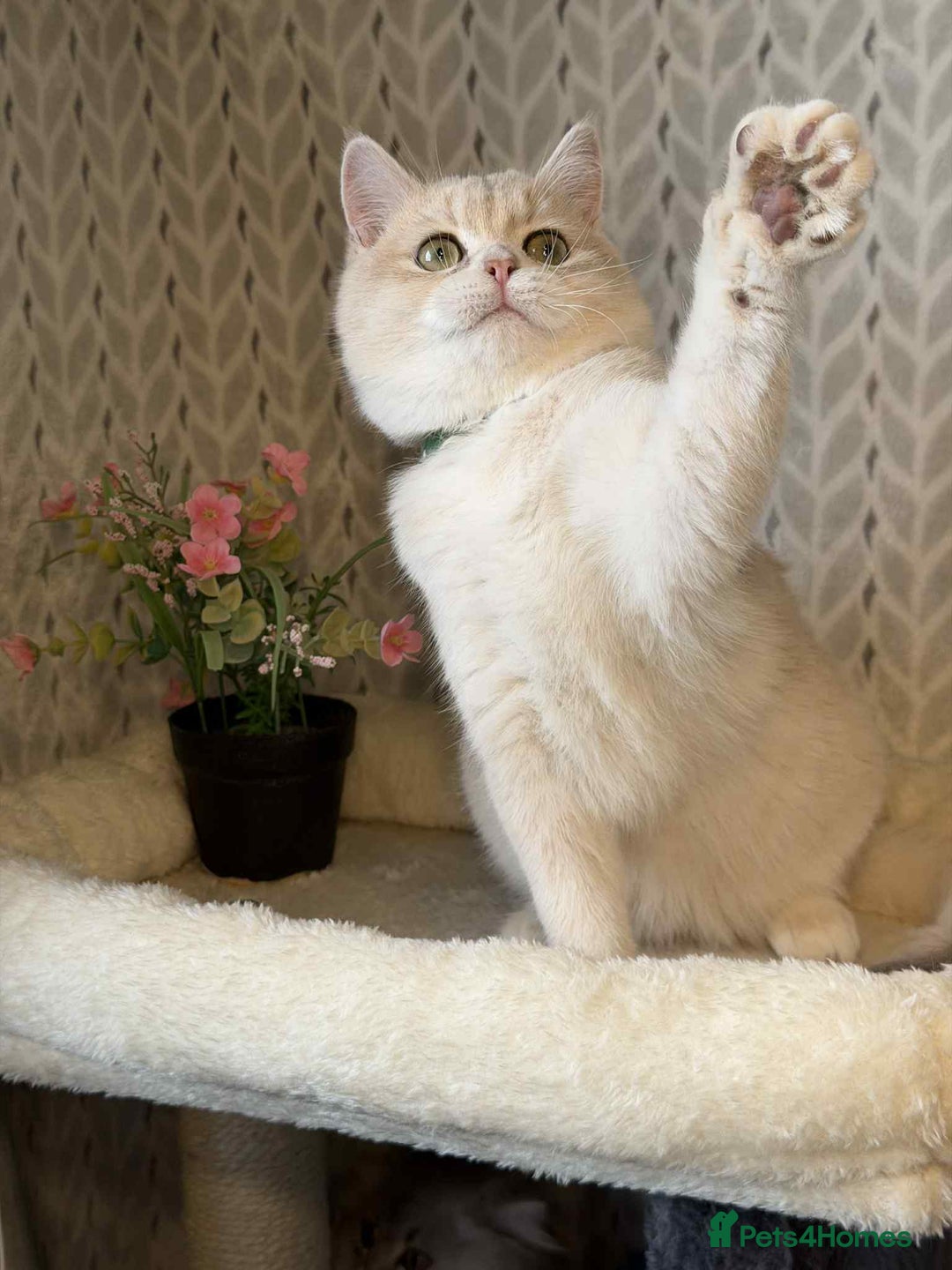 British Shorthair cats for sale: ⭐️TICA chunky golden BRITISH SHORTHAIR  - Advert 5