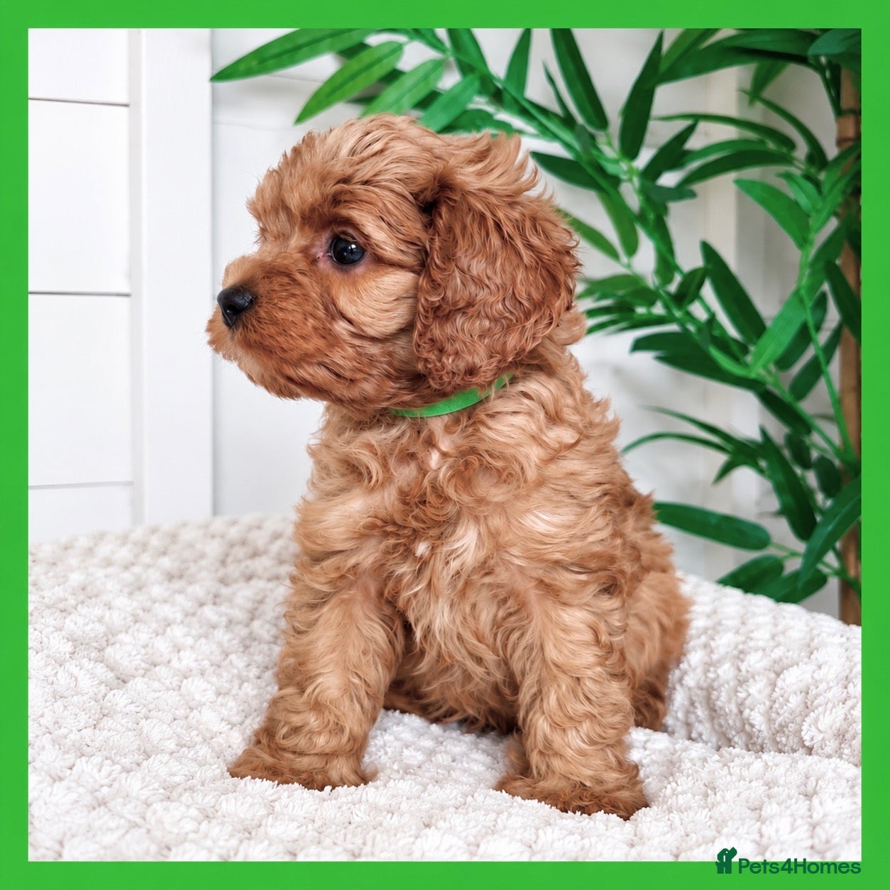 Cavapoo dogs Gorgeous cavapoo puppies from DNA tested parents - Advert 2