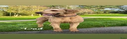 Goldendoodle dogs for sale: F1bb goldendoodle puppies  - Advert 8
