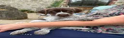 Mixed Breed dogs for sale: 1 GIRL READY TO GO GWP X Weimsky puppies for sale - Advert 4
