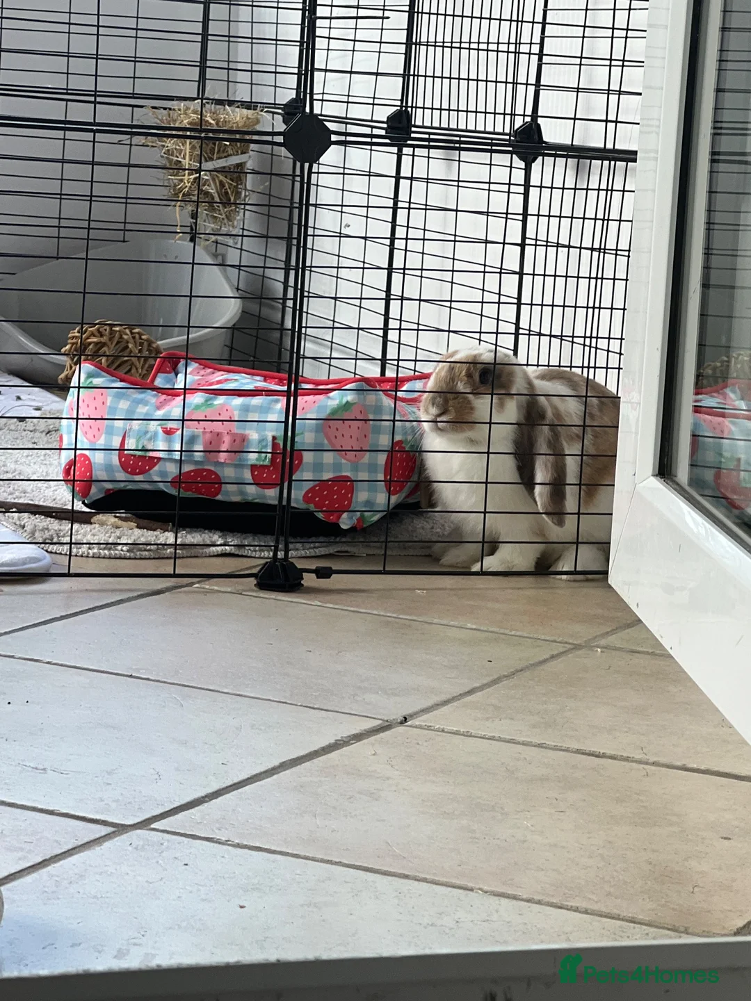 French Lop rabbits for sale: Urgent bunny rehoming  in Leicester - Advert 2