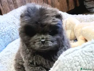 Chow Chow dogs Kc reg chow chow pups - Advert 18