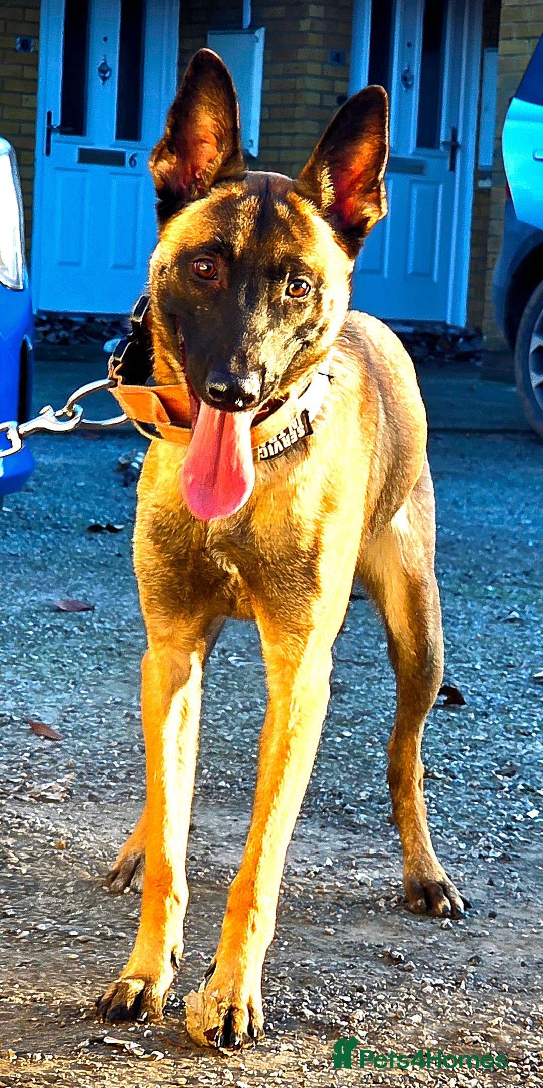 Belgian Shepherd Dog dogs for sale: 🔥 Meet Narla – Young, Driven & Ready to Work! 🔥 - Advert 3