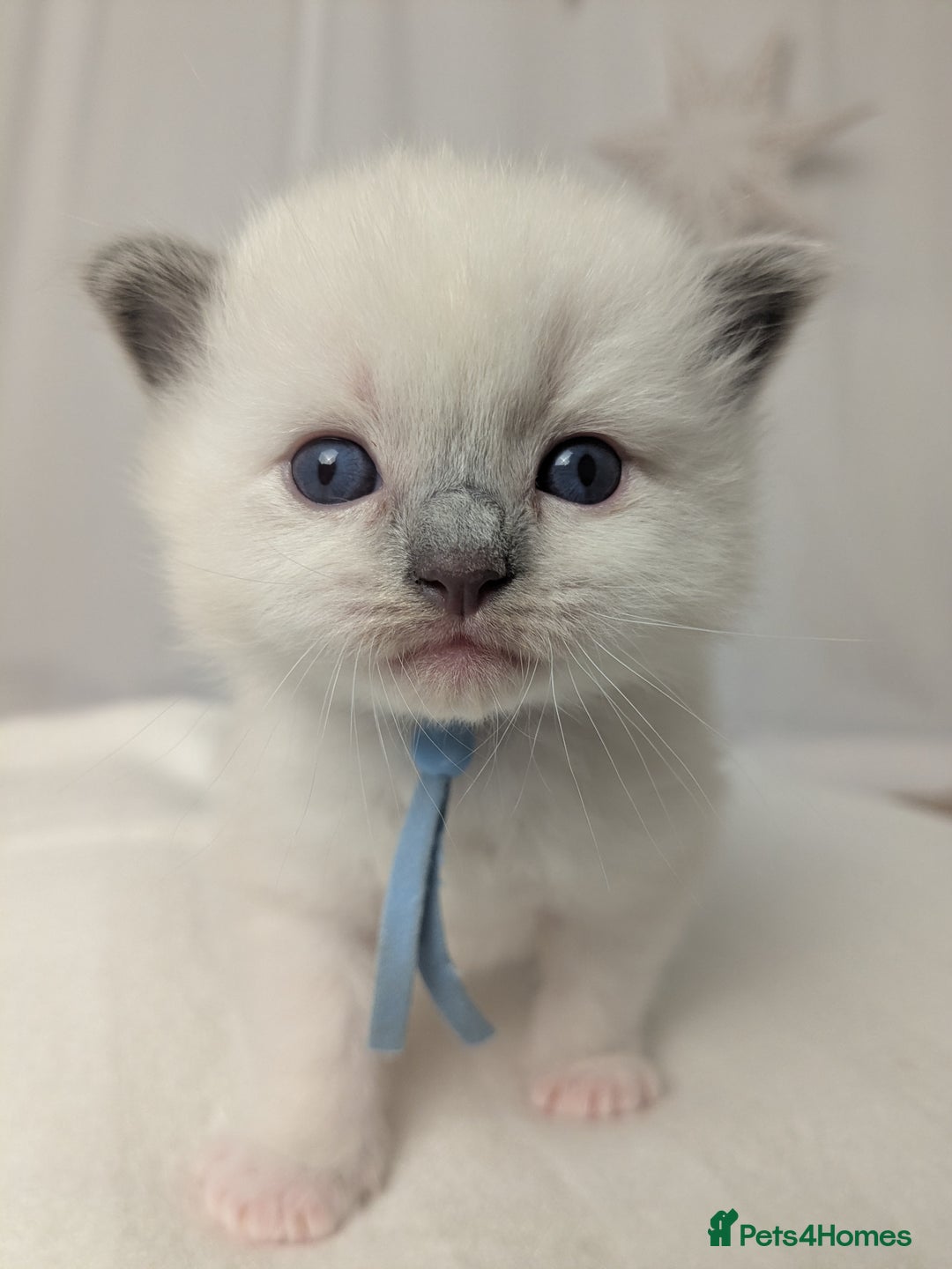 Ragdoll cats for sale: Beautiful GCCF Registered Ragdoll Kittens  🐾 - Advert 20