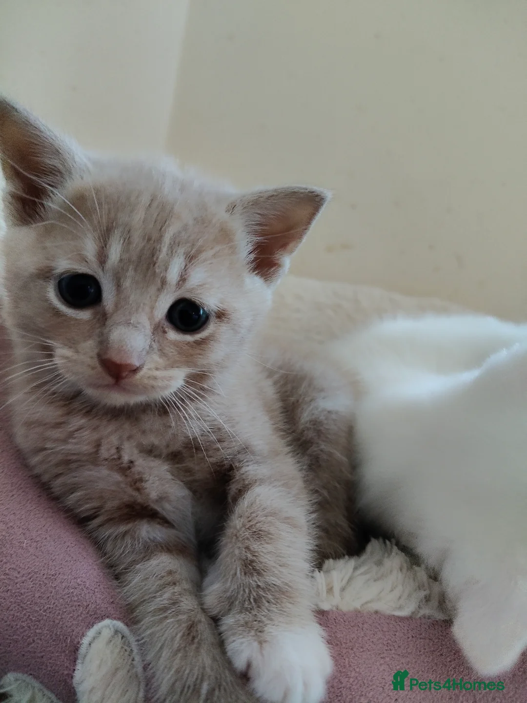 European cats for sale: Adorable Little Kittens  - Advert 2