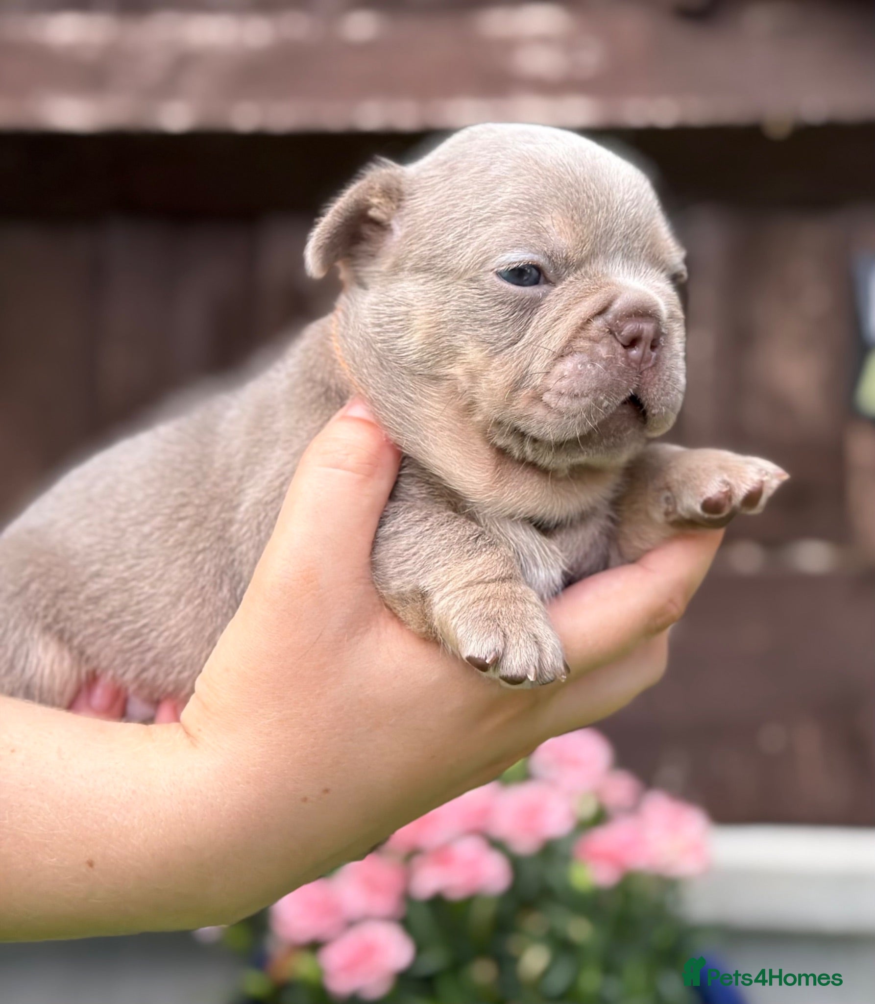 French Bulldog dogs KC French bulldog puppies highly healthed parents - Advert 2