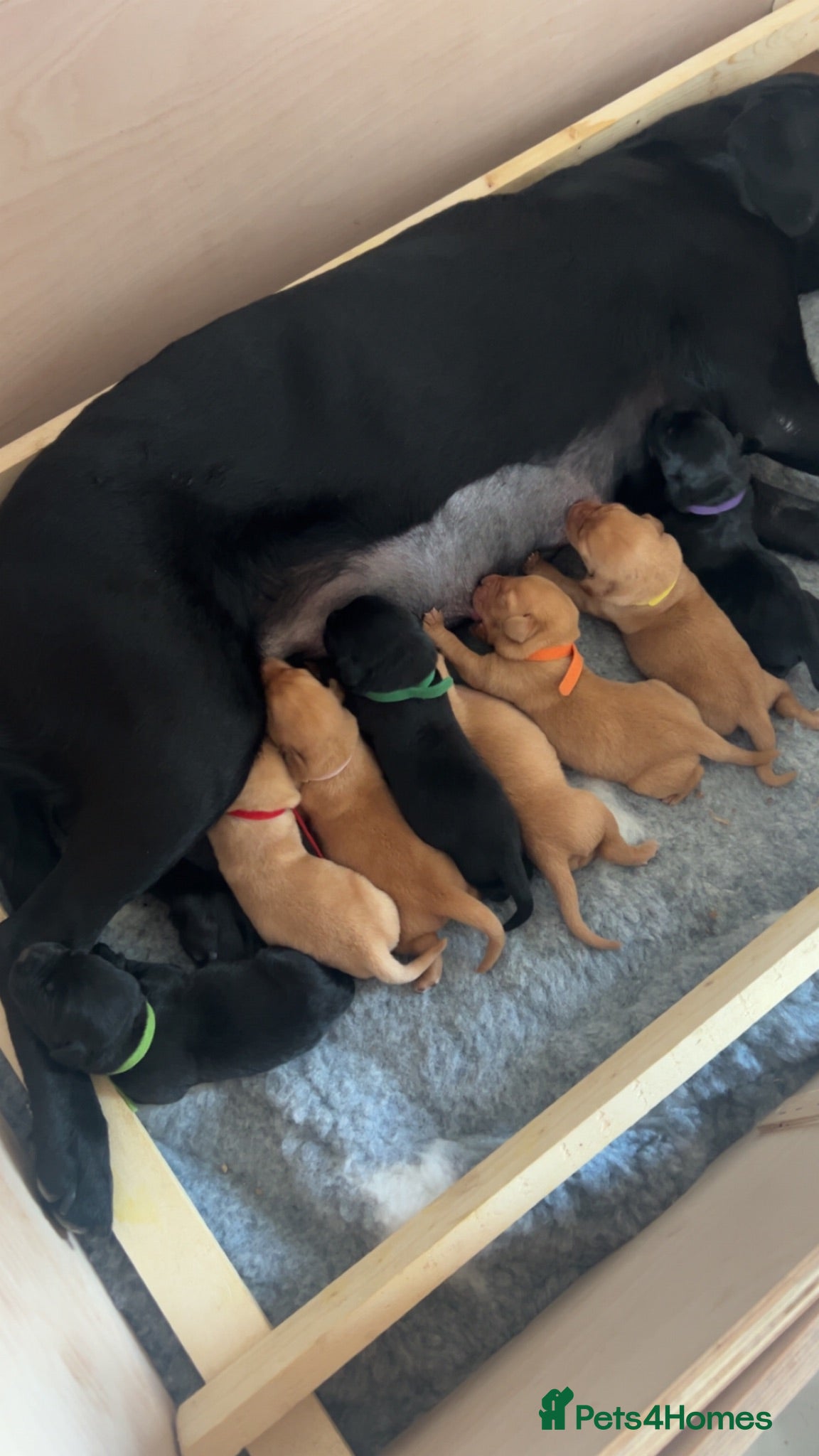 Labrador Retriever dogs Kc reg, fully health tested working labradors - Advert 17
