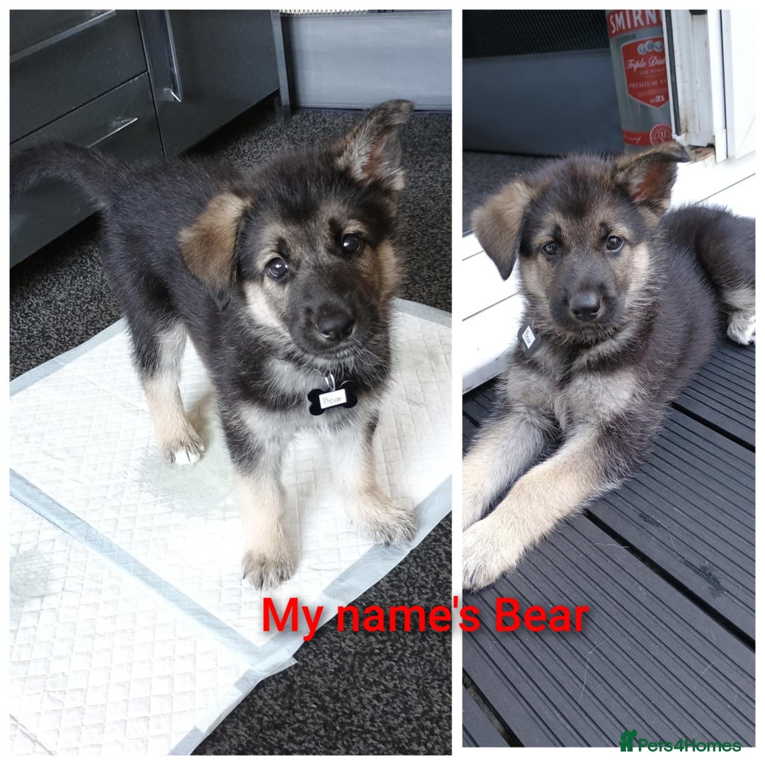 Shepsky dogs for sale: Gerbirian  shepskis - Image 3