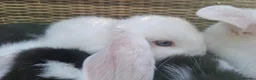 Mini Lop rabbits for sale: Bundles of fluff ready to be reserved  - Advert 17