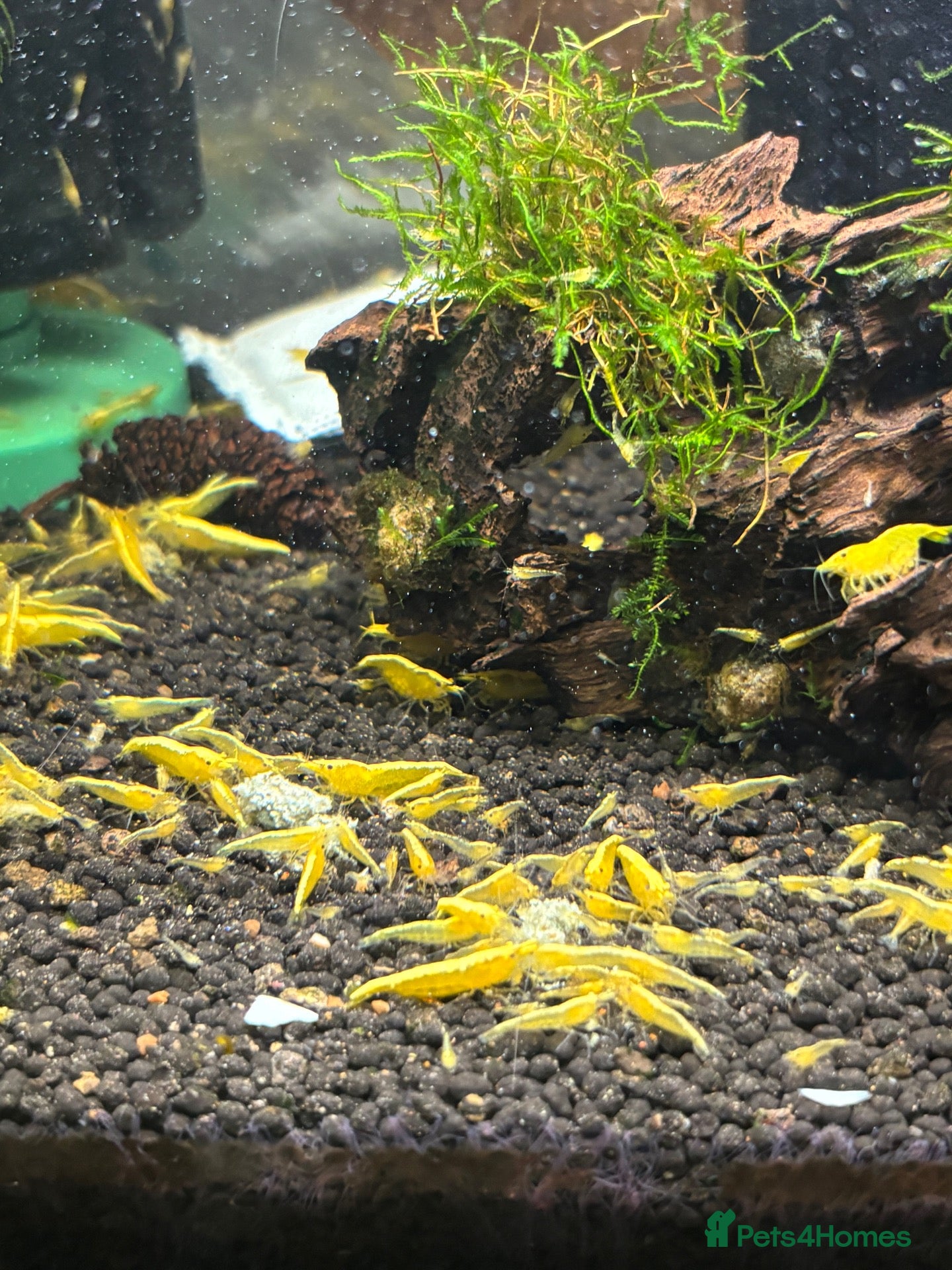 Shrimps fish Golden back yellow juvenile shrimps  - Advert 4