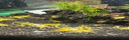 Shrimps fish for sale: Golden back yellow juvenile shrimps  - Advert 1