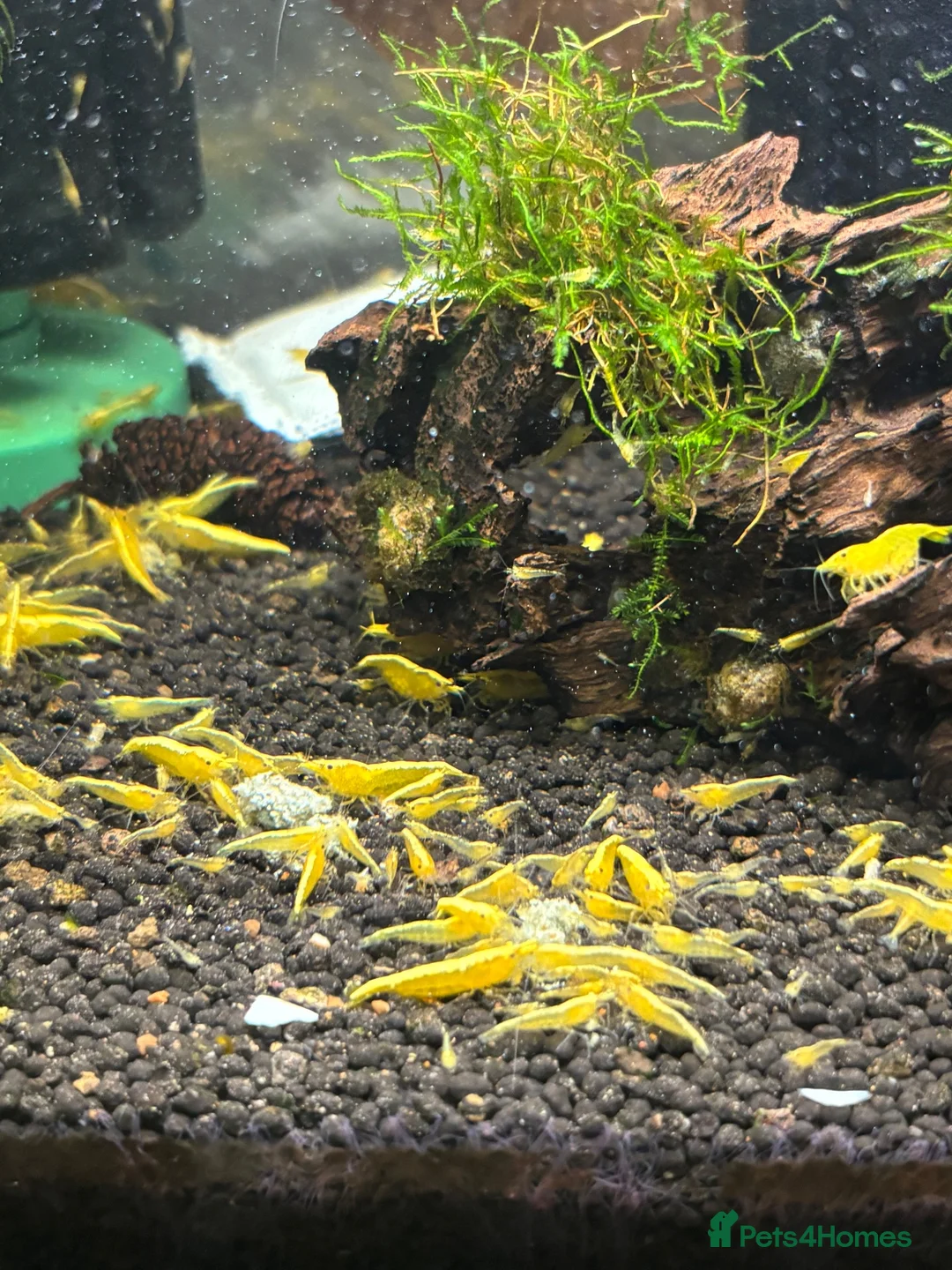 Shrimps fish for sale: Golden back yellow juvenile shrimps  - Advert 1