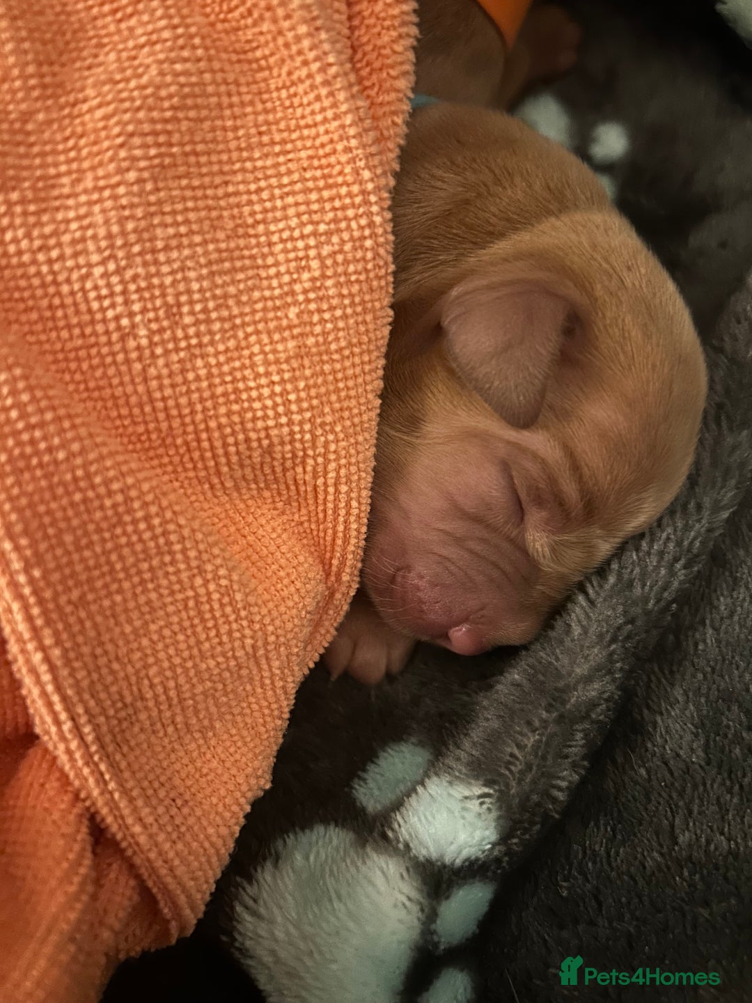 Labrador Retriever dogs for sale: 🐾 KC Registered Fox Red Lab Puppies 🐾 - Image 32