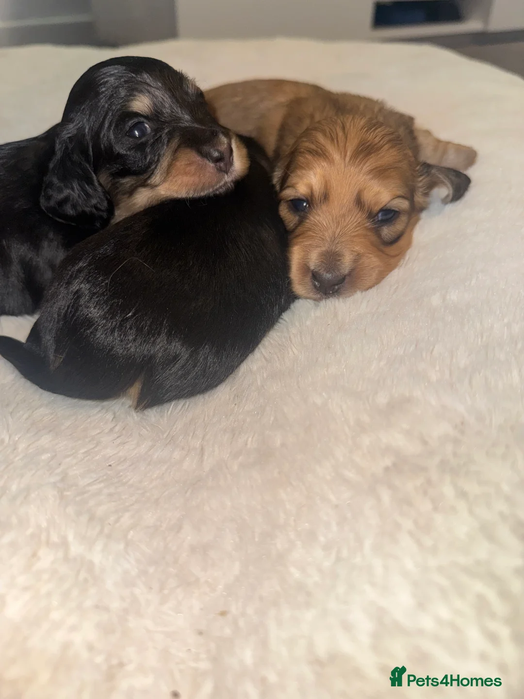 Miniature Dachshund dogs for sale: KC MINIATURE LONG HAIR PUPPYS, CREAM/BLACK & CREAM - Advert 17