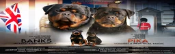 Rottweiler dogs for sale: Outstanding litter of True Type Rottweilers  - Advert 1