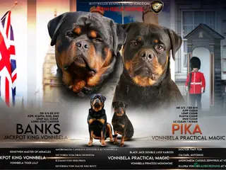 Rottweiler dogs for sale: Outstanding litter of True Type Rottweilers - Advert 1