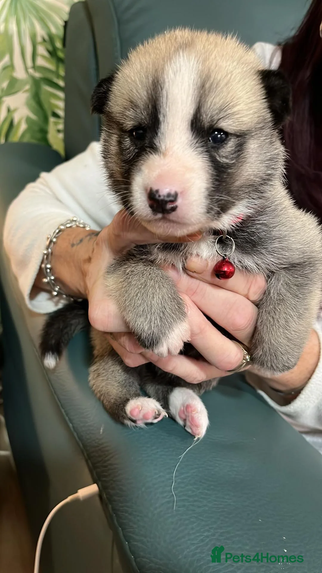 Shepsky dogs for sale: Husky Shepard puppies in Bedford - Advert 1