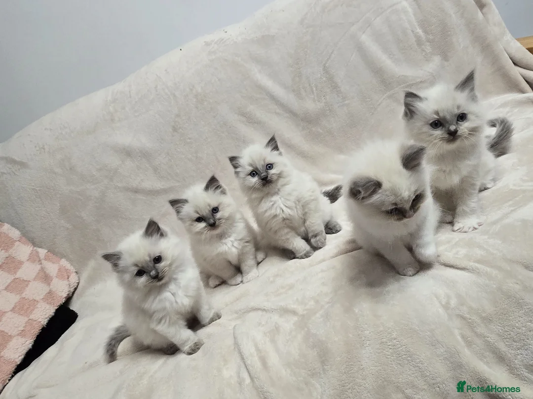 Ragdoll cats for sale: Adorable ragdoll silky kittens 🐾💕 in Renfrew - Advert 3