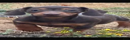 Miniature Dachshund dogs for sale: Stunning true to type miniature dachshunds  - Advert 3