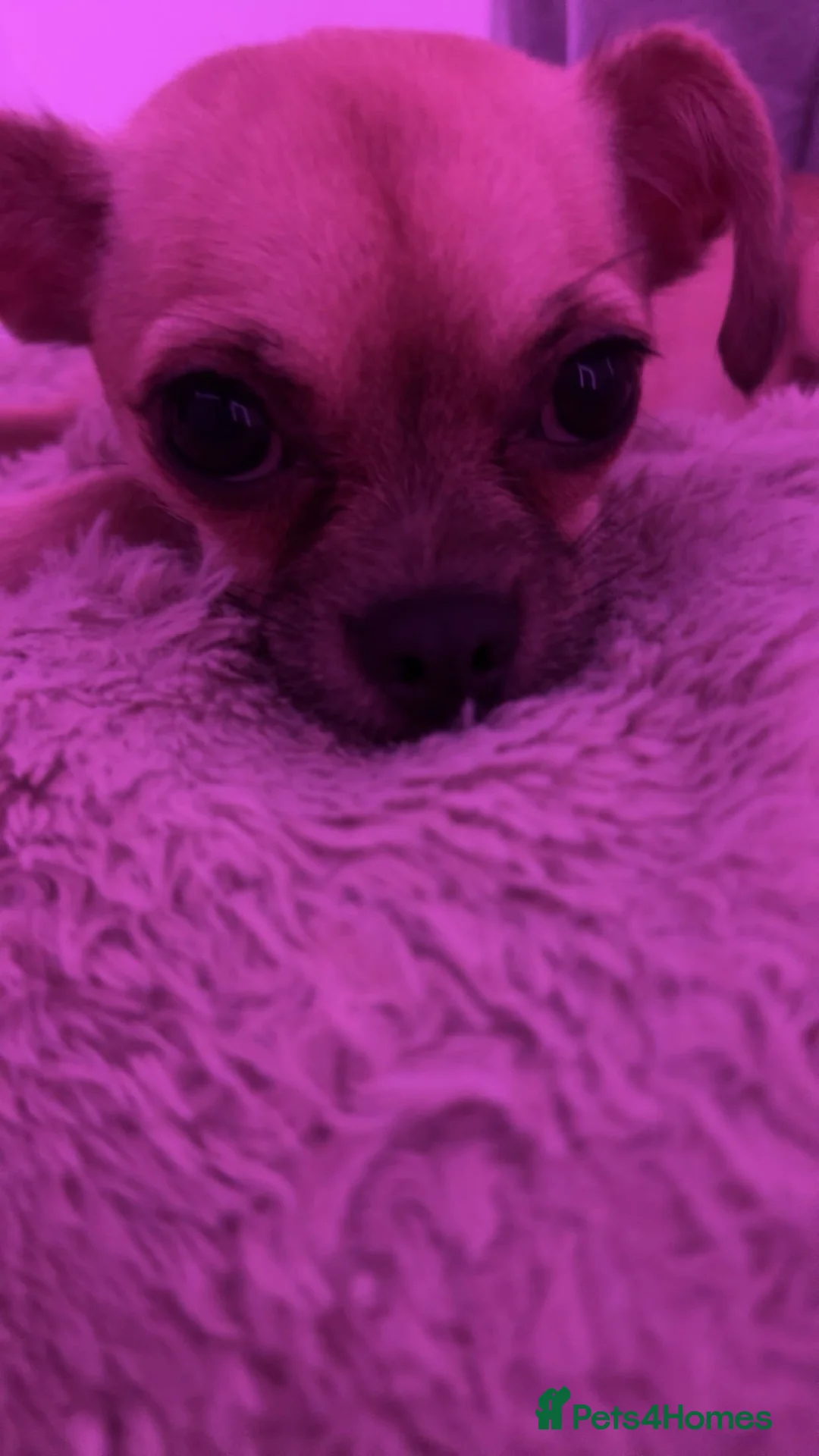 Mixed Breed dogs for sale: lovely dog - Advert 8