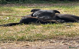 Mixed Breed dogs for sale: Delilah  - Image 3