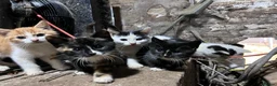 Mixed Breed cats for sale: Adorable playful farm kittens - Advert 3