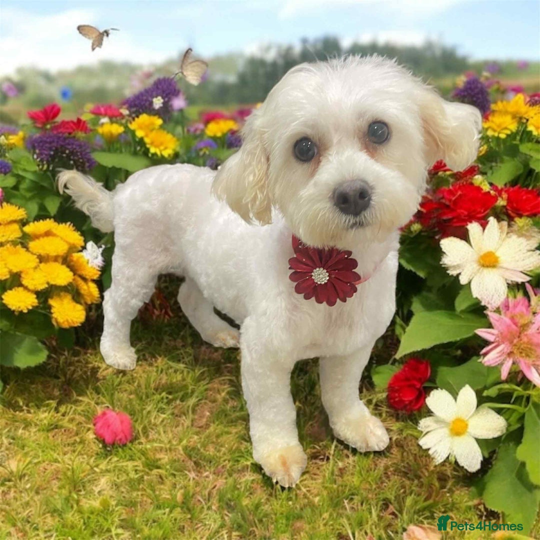 Maltipoo dogs for sale: Tiny Maltipoo Puppies  - Image 6