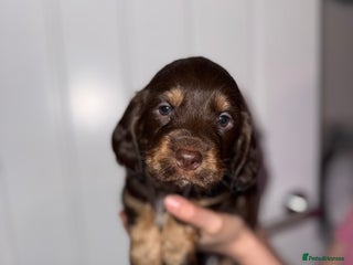 Sprocker dogs LAST PUPPY LEFT READY TO TAKE HOME! - Advert 11