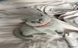 British Shorthair cats for sale: Champion Line British Shorthair Kittens - Image 4
