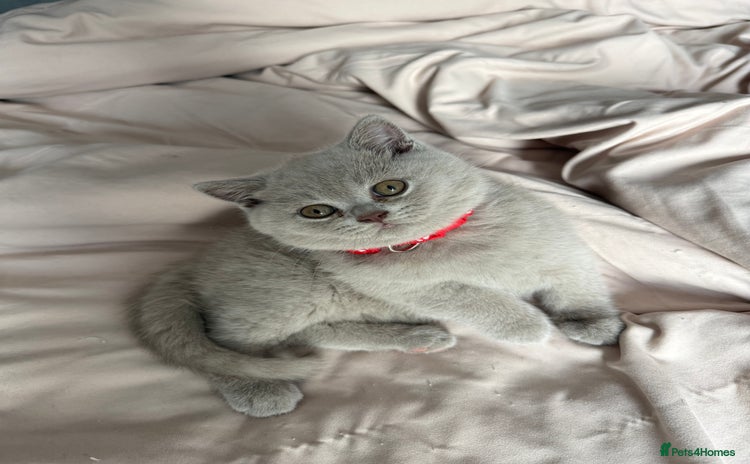 British Shorthair cats - Advert 9