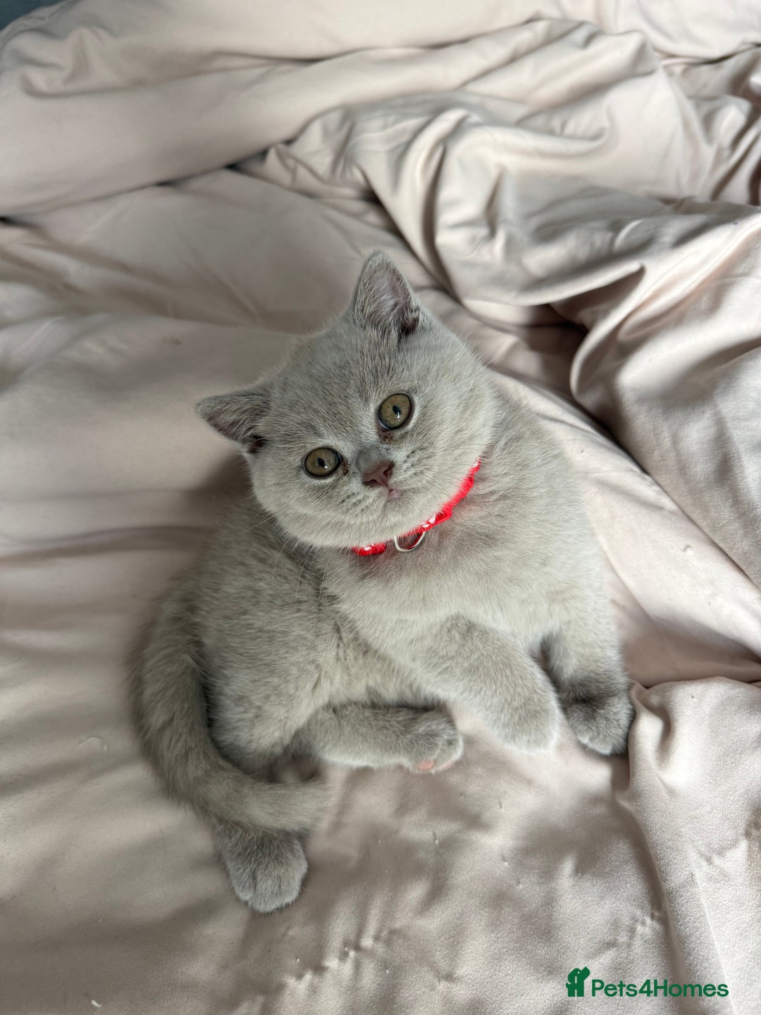 British Shorthair cats for sale: Champion Line British Shorthair Kittens - Image 4