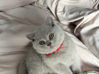 British Shorthair cats - Advert 12