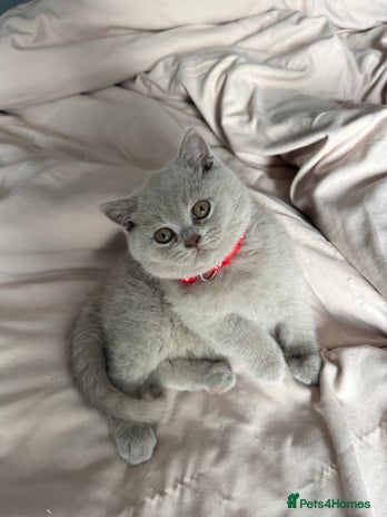 British Shorthair cats - Advert 1